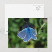 Boterfly Common Blue op het briefkaart (Voorkant / Achterkant)