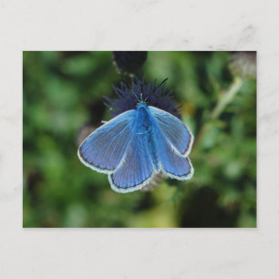 Boterfly Common Blue op het briefkaart
