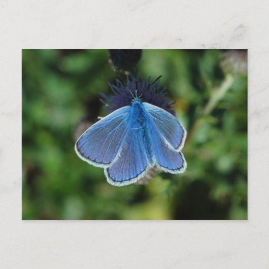 Boterfly Common Blue op het briefkaart (Voorkant)