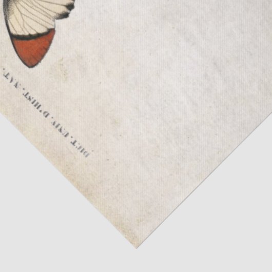 Boterfly  Franse carte Postale ontkoppeling Tissuepapier (Detail)