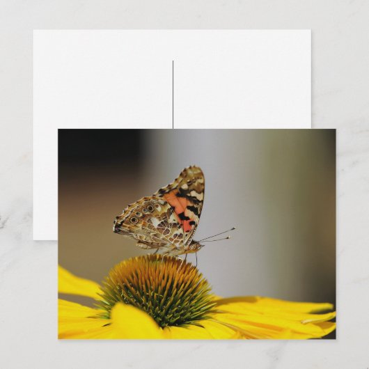 Boterfly Geel Floral Foto Briefkaart (Voorkant / Achterkant)