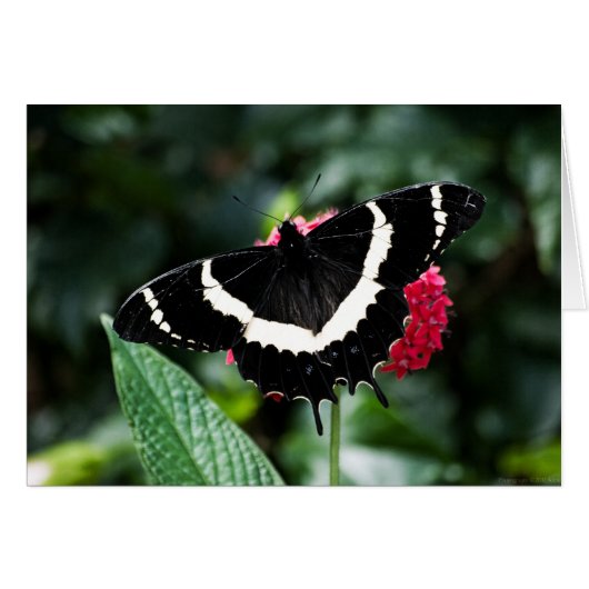 Boterfly Lolipop-Kaart (Voorkant Horizontaal)