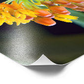 Boterfly Milkweed Buds en Blooms Foto Afdruk (Hoek)