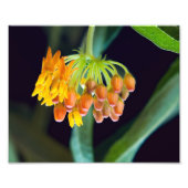 Boterfly Milkweed Buds en Blooms Foto Afdruk (Voorkant)