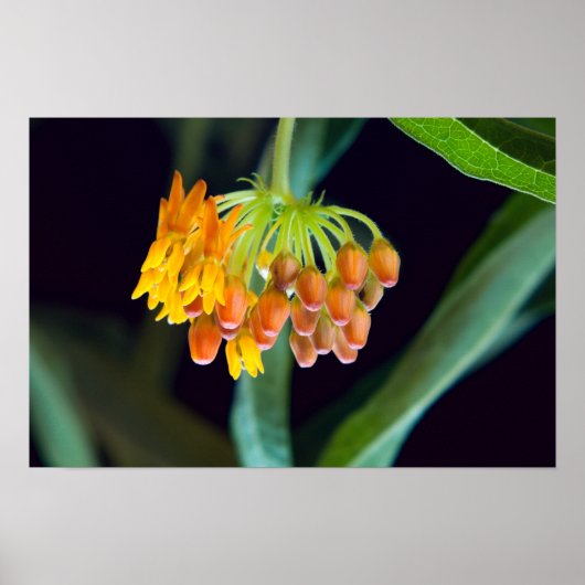 Boterfly Milkweed Buds en Blooms Poster (Voorkant)