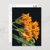 Boterfly Milkweed Florets en Buds on Black Briefkaart (Voorkant / Achterkant)
