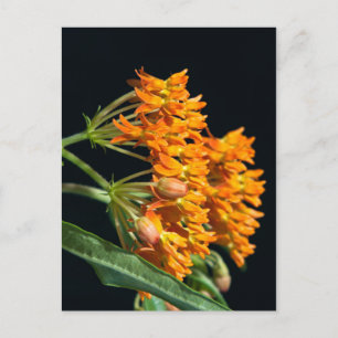 Boterfly Milkweed Florets en Buds on Black Briefkaart