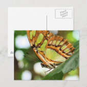 Boterfly Natuur bekijken Fotografie Briefkaart (Voorkant / Achterkant)