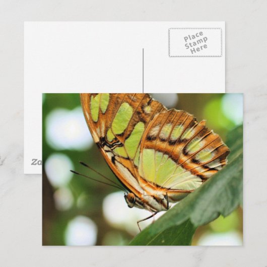 Boterfly Natuur bekijken Fotografie Briefkaart (Voorkant / Achterkant)