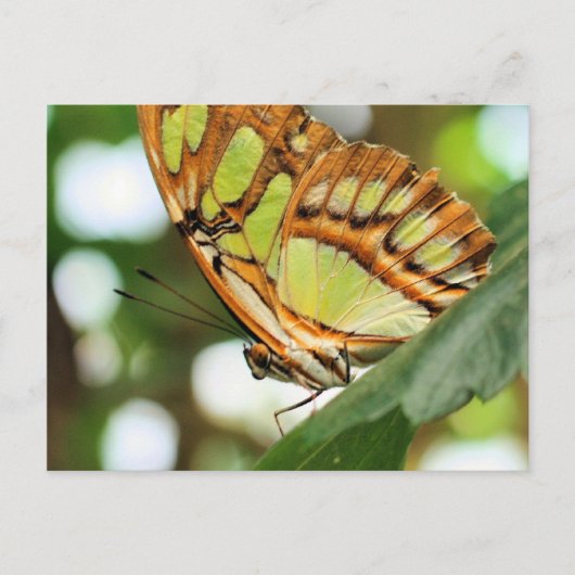 Boterfly Natuur bekijken Fotografie Briefkaart (Voorkant)