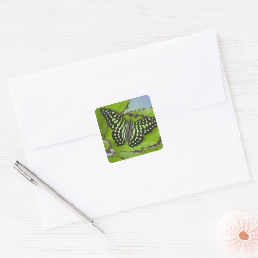 Boterfly op groen vierkante sticker (Envelop)