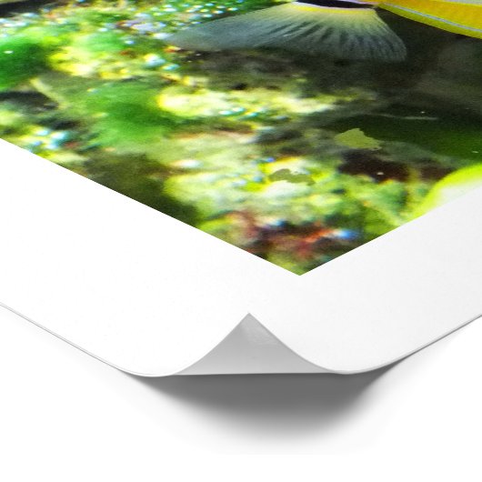 Botervis Poster (Hoek)