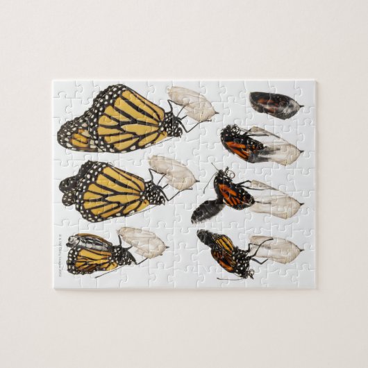 Botervlieg afkomstig van coccoon legpuzzel (Horizontaal)