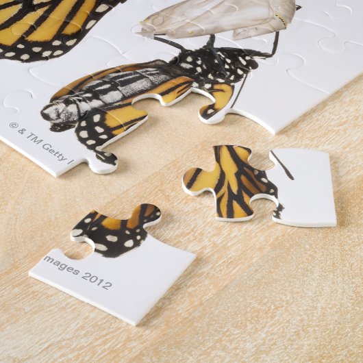 Botervlieg afkomstig van coccoon legpuzzel (Zijkant)