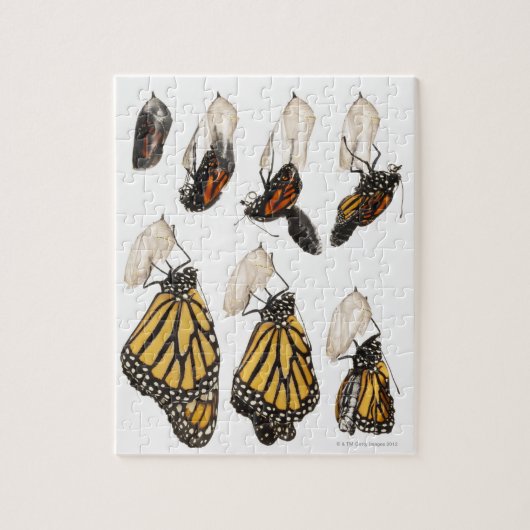 Botervlieg afkomstig van coccoon legpuzzel (Verticaal)