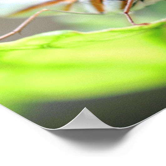 Botervlieg dicht bij elkaar poster (Hoek)