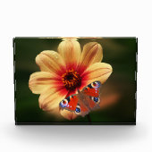 Botervlieg- en Blokkerfotoblok Fotoblokken (Voorkant)