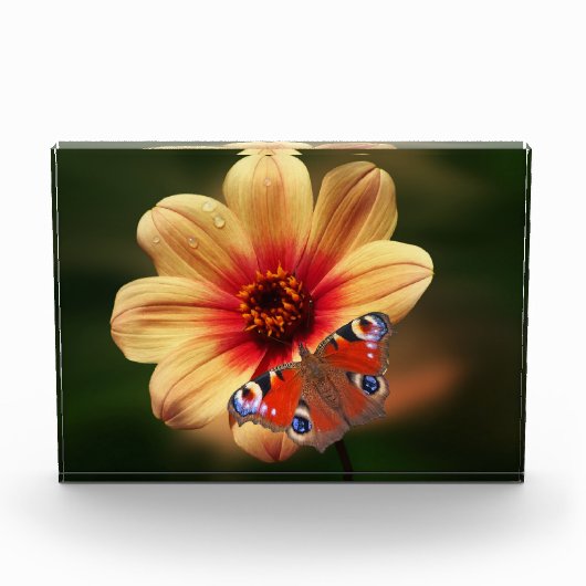 Botervlieg- en Blokkerfotoblok Fotoblokken (Voorkant)