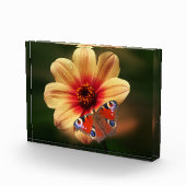 Botervlieg- en Blokkerfotoblok Fotoblokken (Rechts)