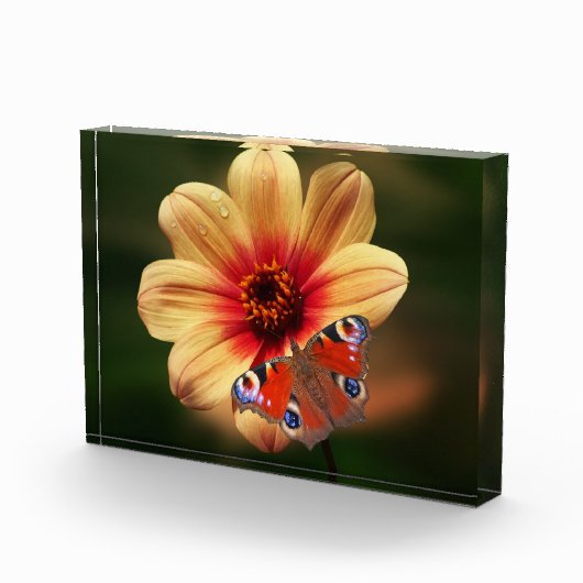 Botervlieg- en Blokkerfotoblok Fotoblokken (Rechts)