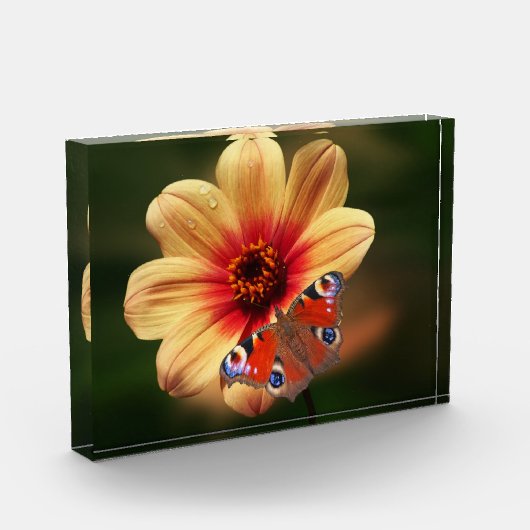 Botervlieg- en Blokkerfotoblok Fotoblokken (Links)