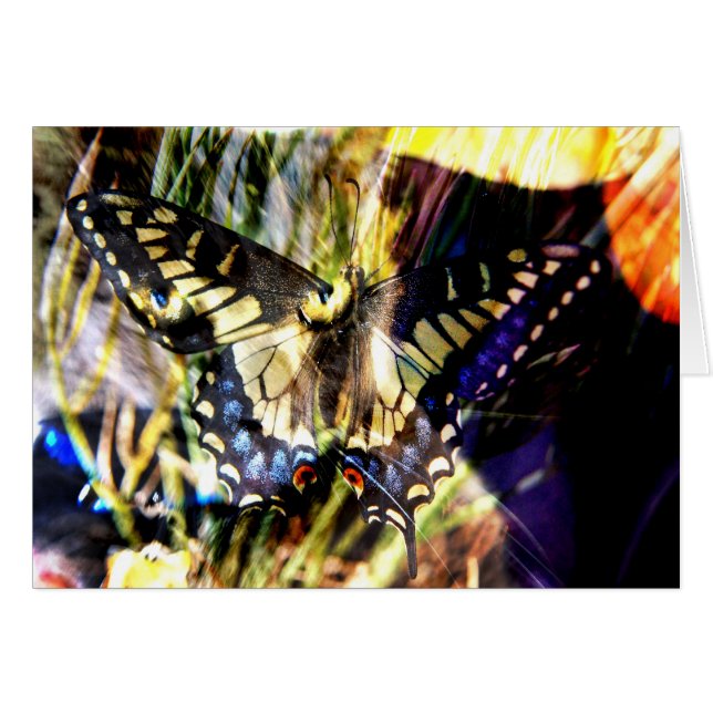 Botervlieg- en kattencollage (Voorkant Horizontaal)
