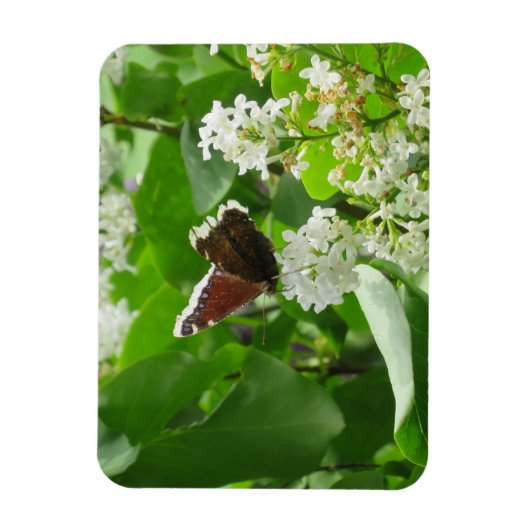 Botervlieg en Lila lente magneet (Verticaal)