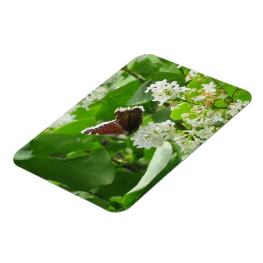 Botervlieg en Lila lente magneet (Linkerzijde)