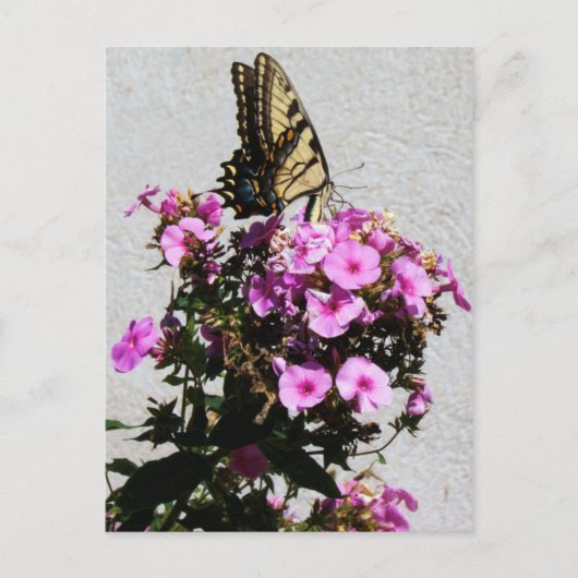 Botervlieg- en ochtendgloren briefkaart (Voorkant)