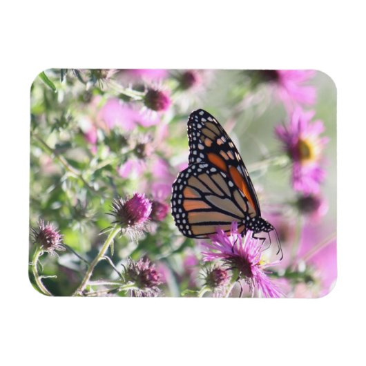 Botervlieg en Paarse weidebloemen Magneet (Horizontaal)