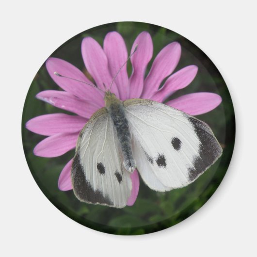 Botervlieg en roze ventilator Magnet (Voorkant)