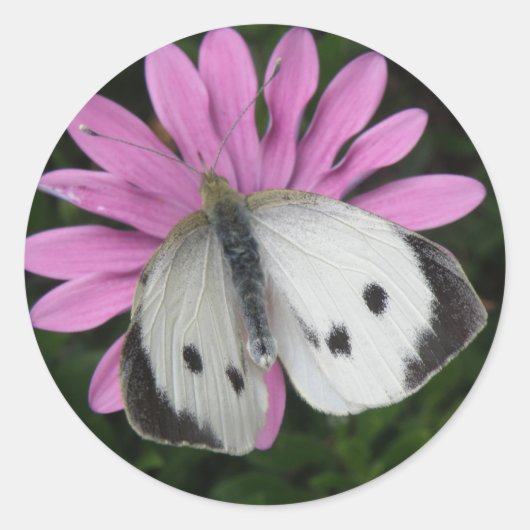 Botervlieg- en roze ventilatorverklikkers ronde sticker (Voorkant)