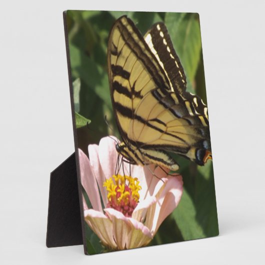 Botervlieg en ventilator fotoplaat (Zijkant)