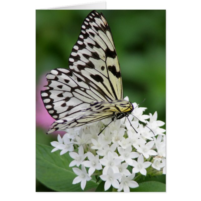 Botervlieg horizontaal (Voorkant)