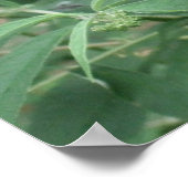 Botervlieg in bewegings-Poster/afdrukgrens Poster (Hoek)