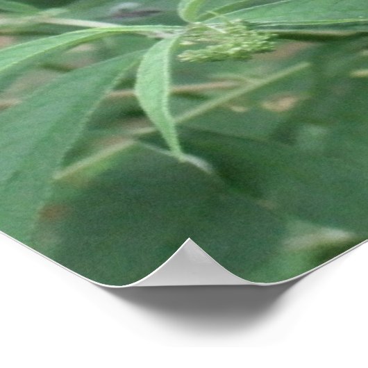 Botervlieg in bewegings-Poster/afdrukgrens Poster (Hoek)