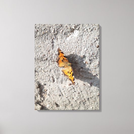 Botervlieg in de zon canvas afdruk (Voorkant)