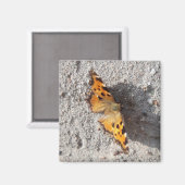 Botervlieg in de zon magneet (Voorkant / Achterkant)