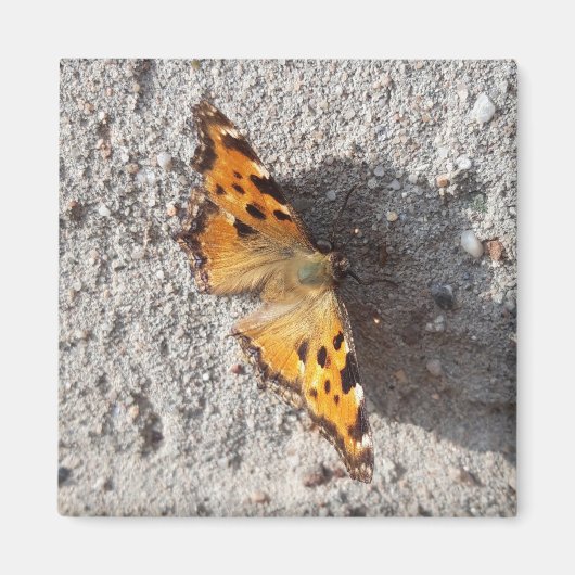 Botervlieg in de zon magneet (Voorkant)