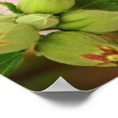 Botervlieg met Romans 12:2 Poster (Hoek)