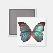 Botervlieg met vleugels 2 magneet (Voorkant / Achterkant)