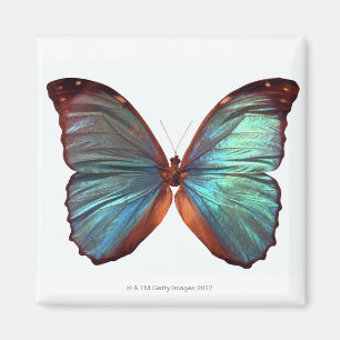 Botervlieg met vleugels 2 magneet