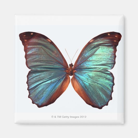 Botervlieg met vleugels 2 magneet (Voorkant)