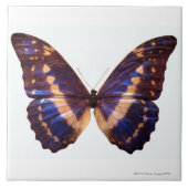 Botervlieg met vleugels, verspreid over 3 tegeltje (Voorkant)