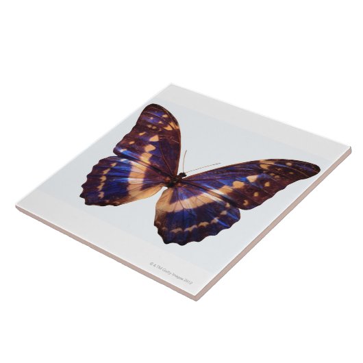 Botervlieg met vleugels, verspreid over 3 tegeltje (Zijkant)