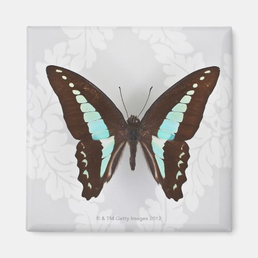Botervlieg op achtergrond van behangpapier magneet (Voorkant)