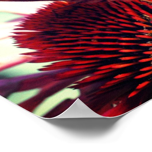 Botervlieg op Echinacea Coneflower Close Poster (Hoek)