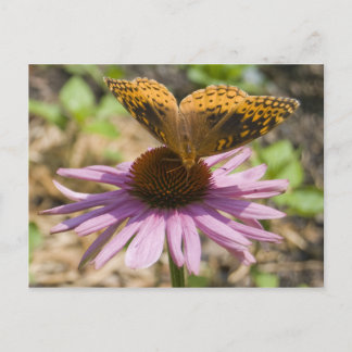 Botervlieg op een Paarse concefloer Briefkaart