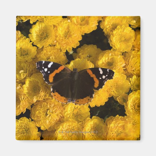 Botervlieg op gele asters magneet (Voorkant)