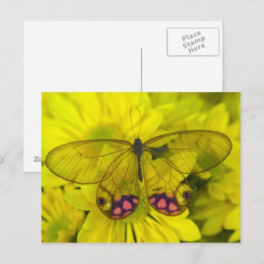 Botervlieg op Gele Bloemen Briefkaart (Voorkant / Achterkant)